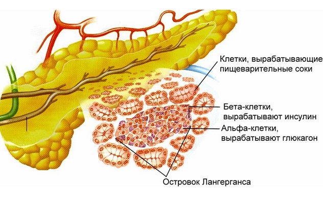 Что такое инсулинорезистентность?